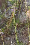 Smallhead blazing star